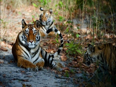 Corbett