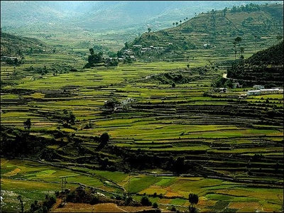 Purola